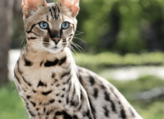 How Much Does a Savannah Cat Cost? Guide 2024